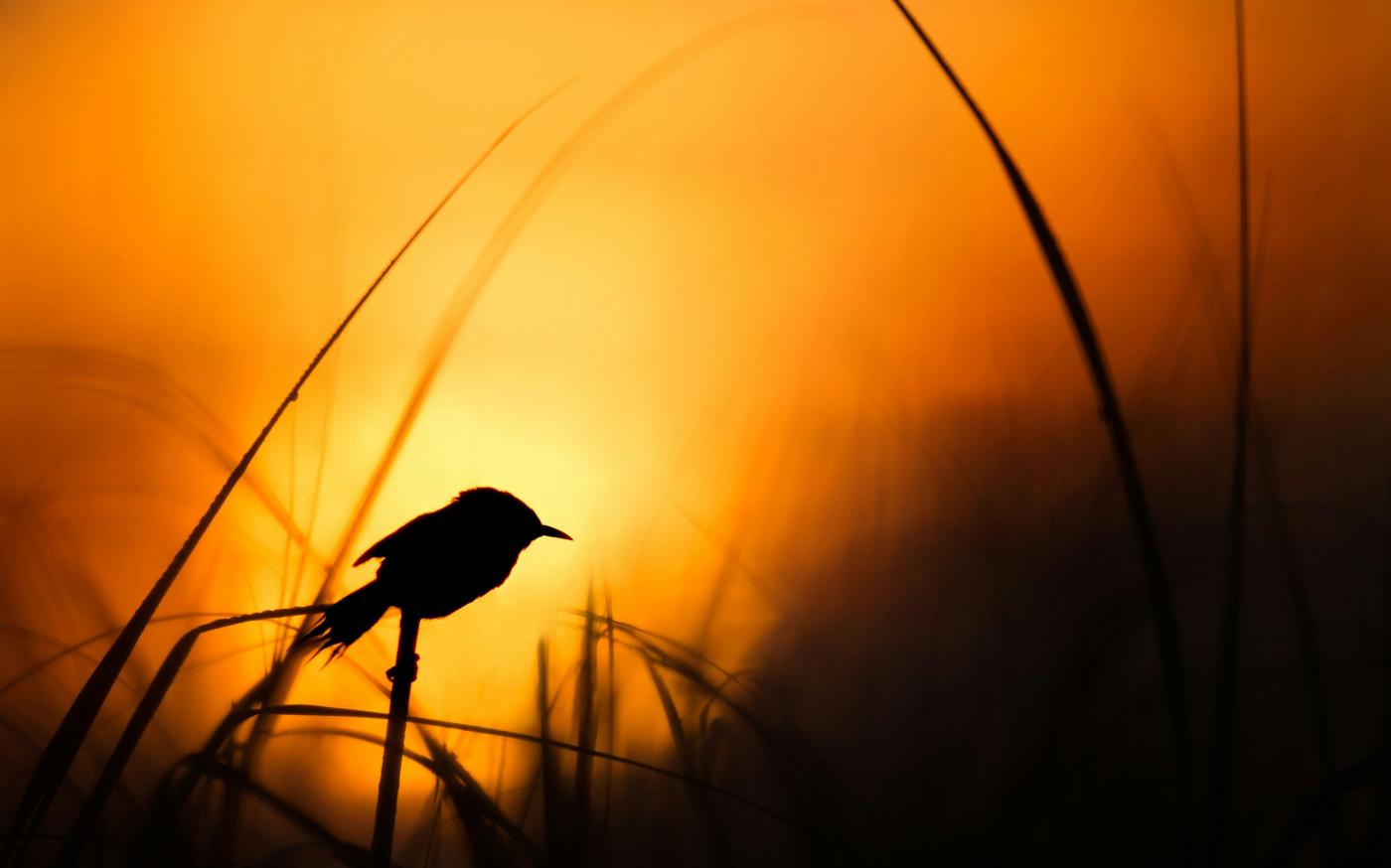 silhouette of bird by Ray Hennessy courtesy of Unsplash.
