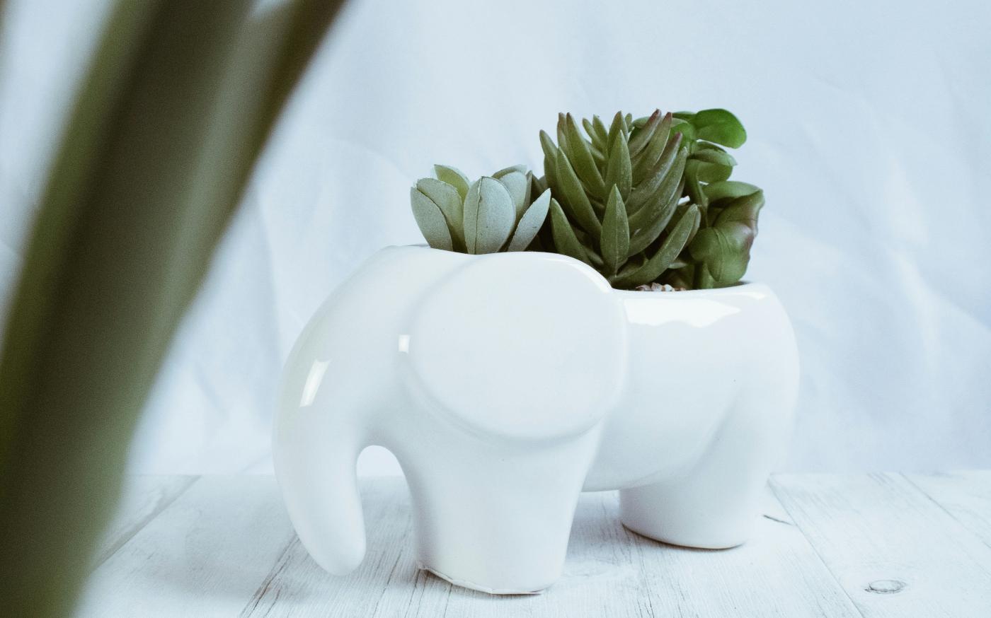 green plant on white ceramic vase by Gabriel Meinert courtesy of Unsplash.