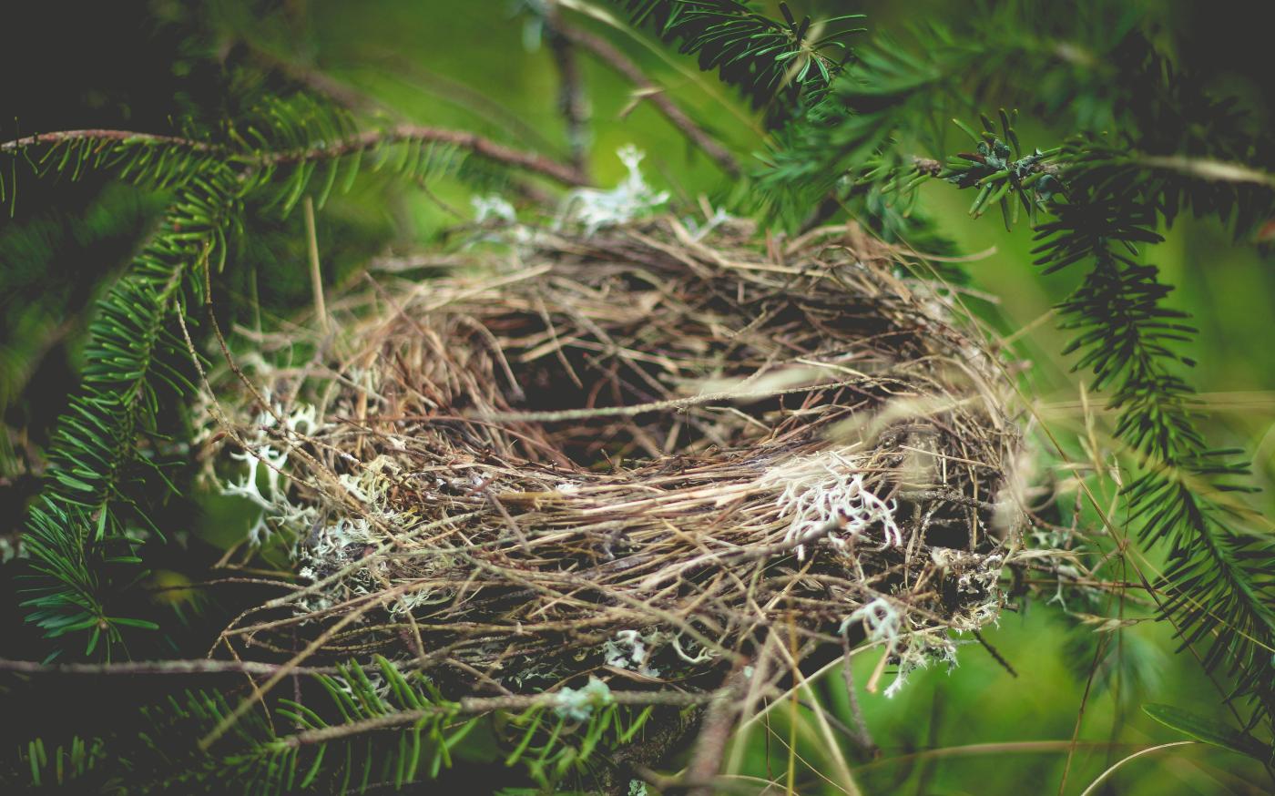 brown bird nest on tree branch by Luke Brugger courtesy of Unsplash.