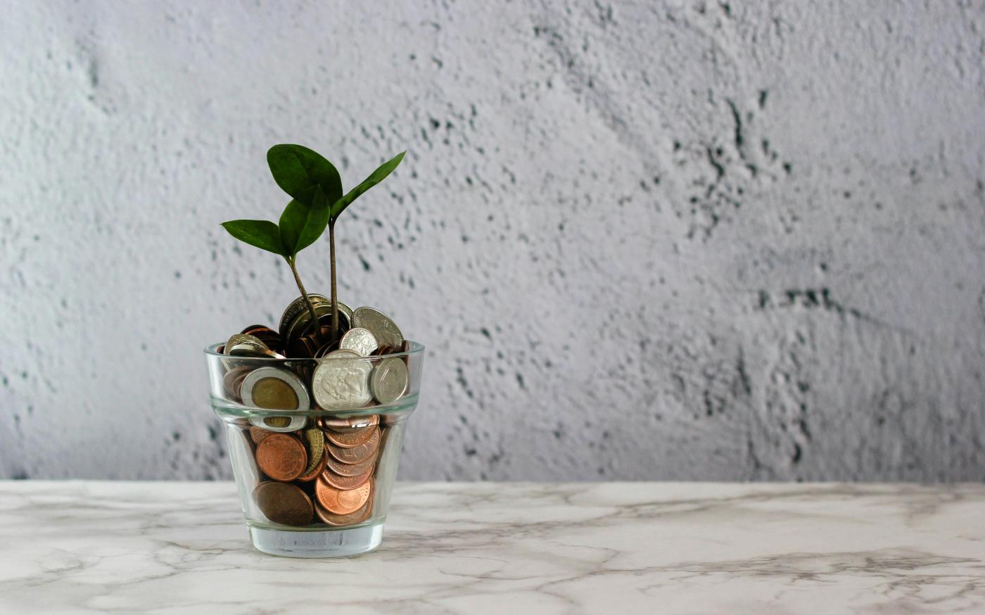 green plant in clear glass cup by micheile henderson courtesy of Unsplash.