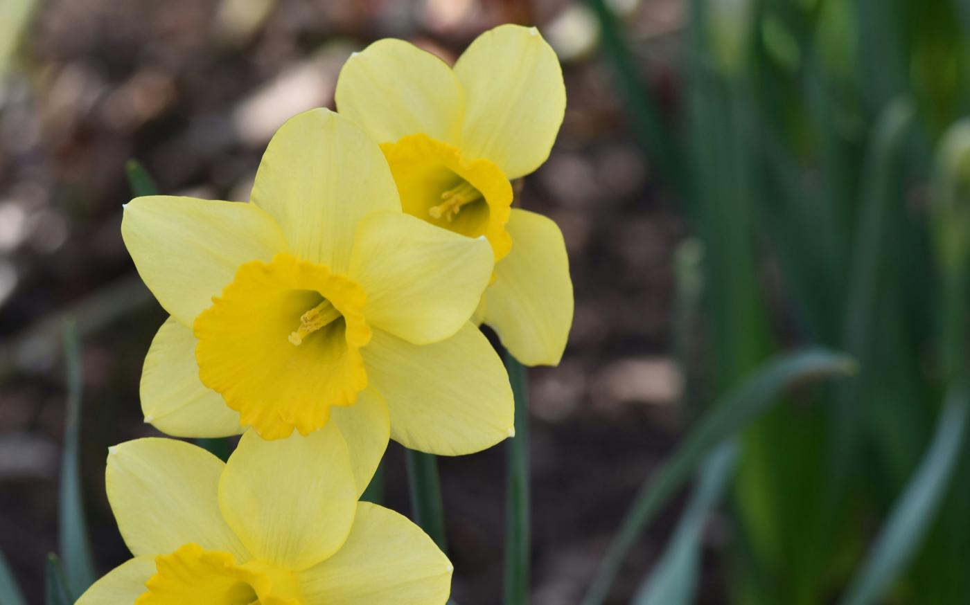 a group of yellow daffodils in a garden by Julie Blake Edison courtesy of Unsplash.