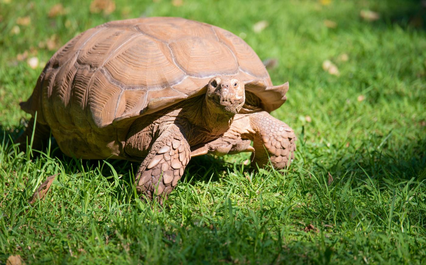 brown tortoise on lawn under sunny sky by Joel M Mathey courtesy of Unsplash.