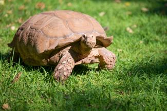 brown tortoise on lawn under sunny sky by Joel M Mathey courtesy of Unsplash.